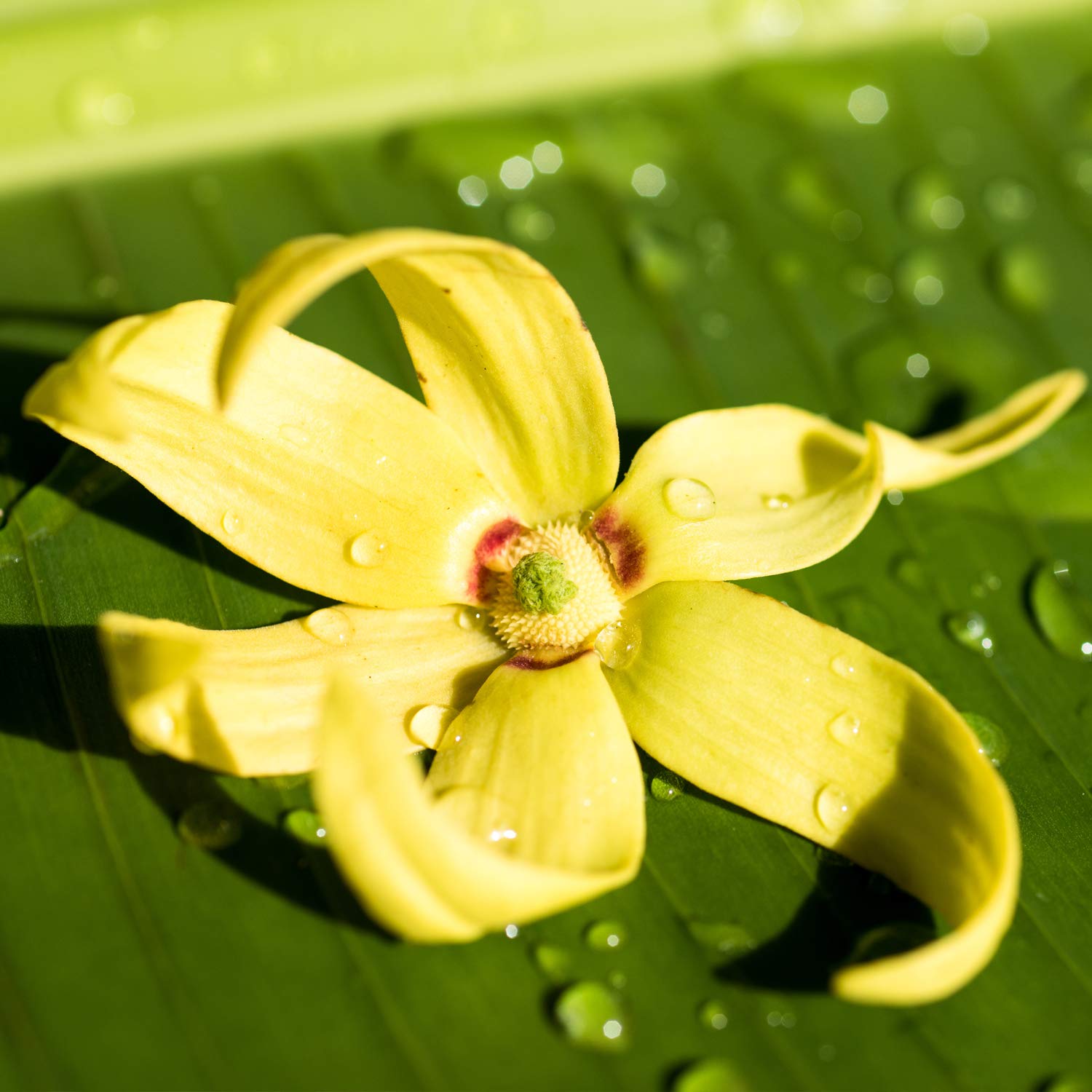 weleda-bio-festes-duschgel-ylang-ylang-iris-75-g-vegane-shower-bar-mit-bio-sheab image 6