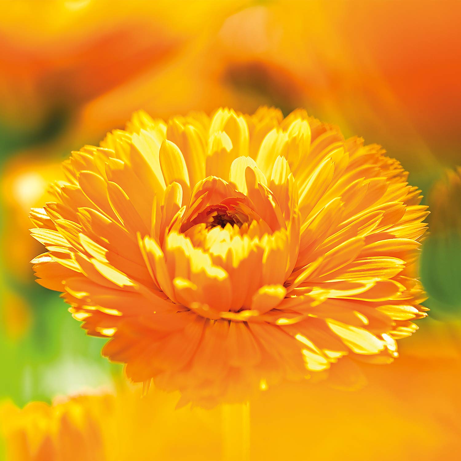 weleda-bio-baby-calendula-cremebad-veganer-badezusatz-ohne-tenside-mit-mandel-l- image 6