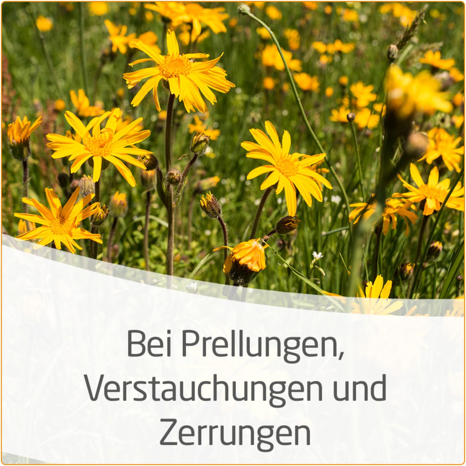 weleda-arnika-salbe-30-25-g-hochkonzentrierte-schmerzsalbe-bei-prellungen-zerrun image 5