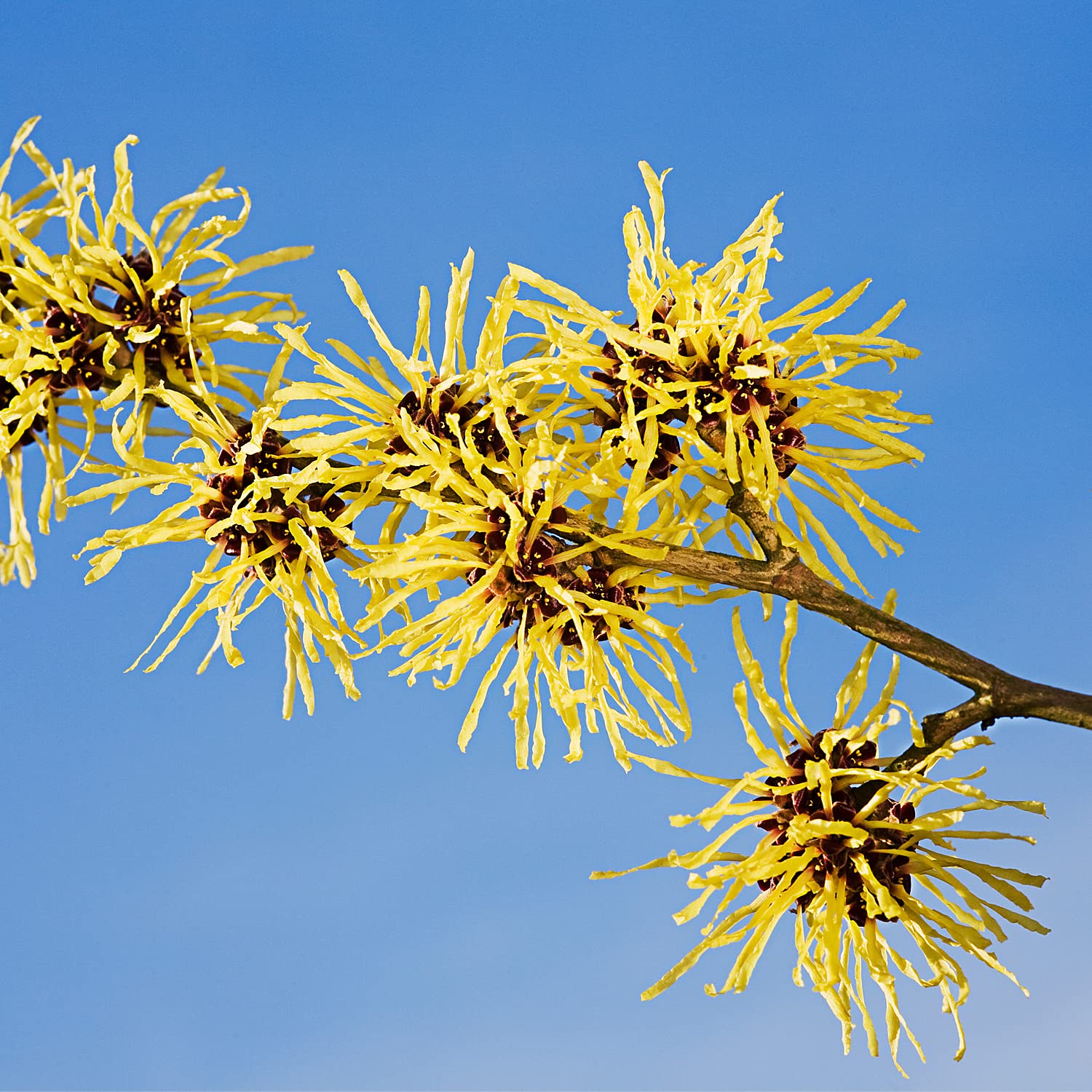 weleda-men-24h-deo-roll-on-50-ml-nat-rliches-deodorant-ohne-aluminium-mit-vetive image 4